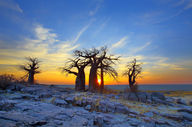 Canvas-taulu Baobab Kalahari 916